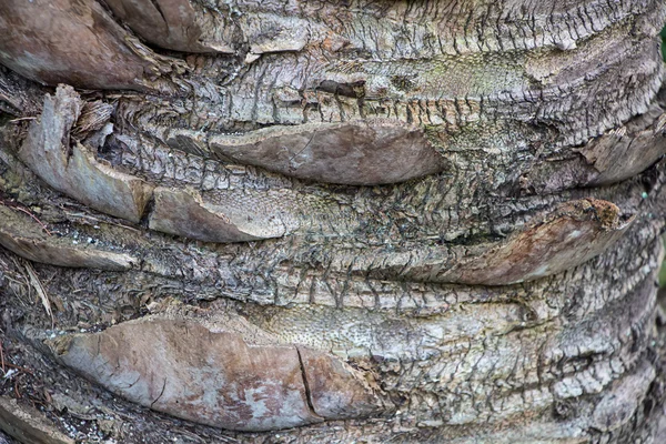 Foto casca cinza de palmeira velha — Fotografia de Stock