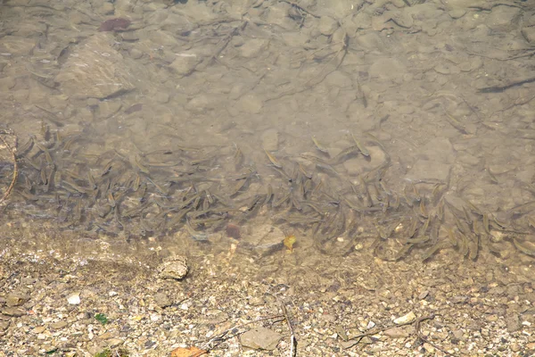 강의 하단에 작은 물고기 사진 — 스톡 사진