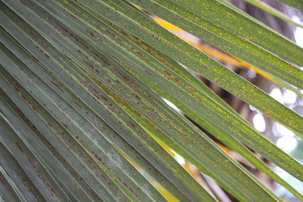 Фото зеленого пальмового листа — стокове фото