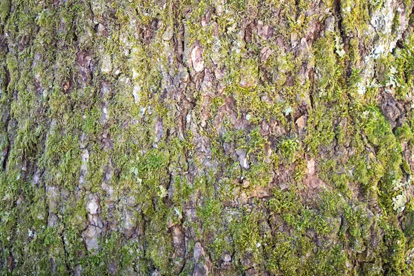 Immagine corteccia marrone chiaro di un albero con muschio — Foto Stock