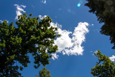 Fotoğraf gökyüzü ve ağaçlar
