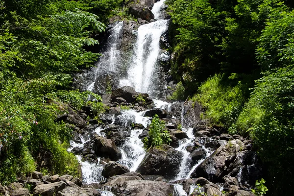 Photo of waterfall among trees — Stock Photo, Image