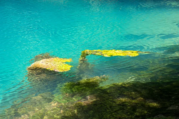 Imagen de algas bajo agua turquesa —  Fotos de Stock