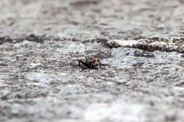 Görüntü eski yıkık kaldırım kenarında oturan uçar