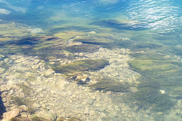 Bildealger på bunnen av en innsjø – stockfoto