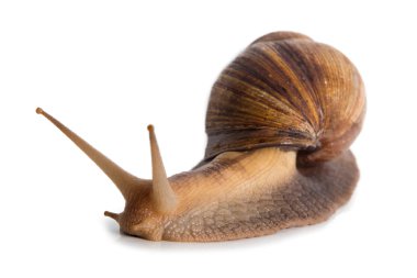 Achatina fotoğraf ile cornicle kadar