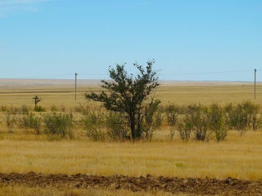 Bozkır ve ağaçlar, manzara Kalmıkya içinde