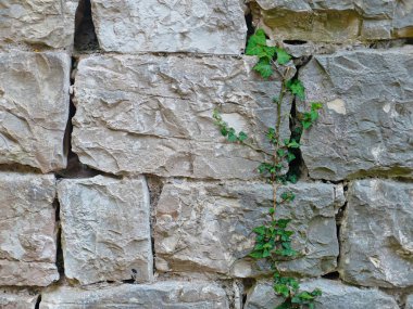 Tuğla duvar ile büyük yeşil bitki dokusu