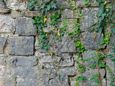 Bitkiler ile harap tuğla duvar dokusu