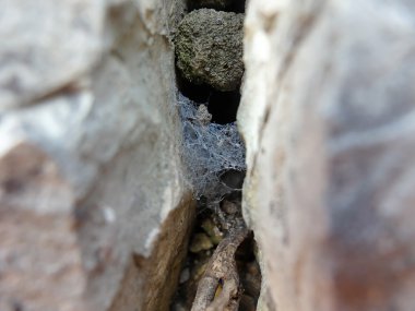 Örümcek ağı içinde taş dokusuna