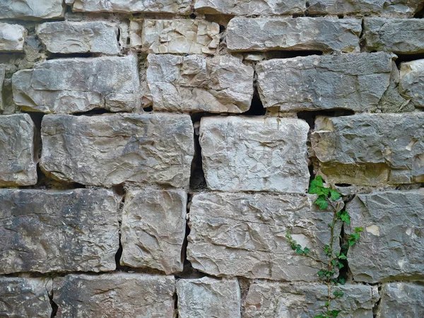 Textuur van bakstenen muur met groene plant — Stockfoto