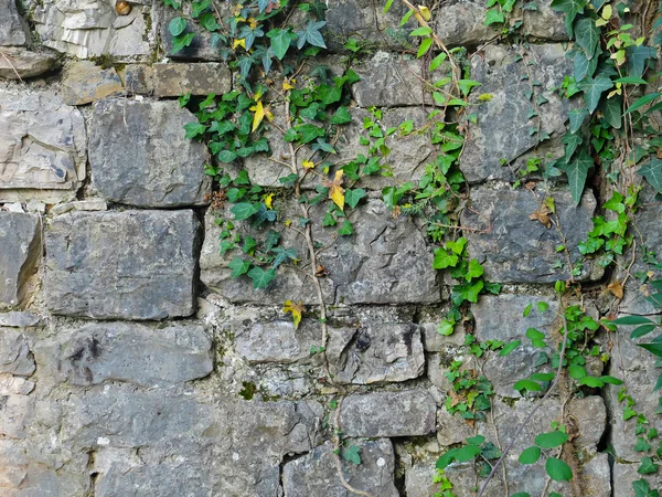 Tekstura zniszczony mur z roślin — Zdjęcie stockowe