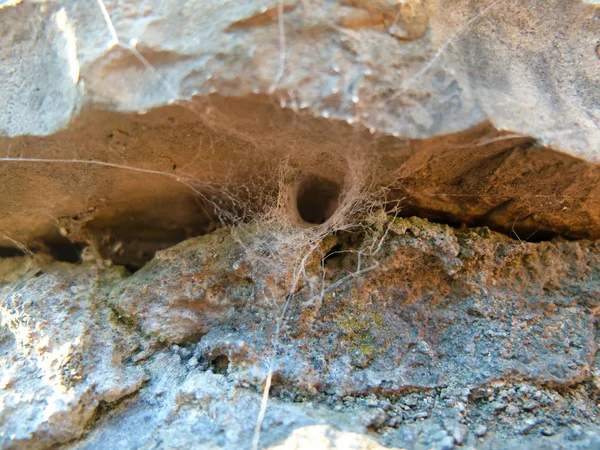 石的纹理与蜘蛛网 — 图库照片
