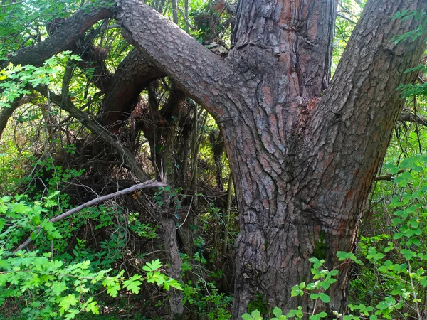 Mountine の木の風景 — ストック写真