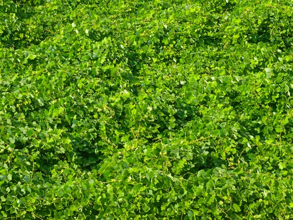 夏には緑の草のテクスチャ — ストック写真