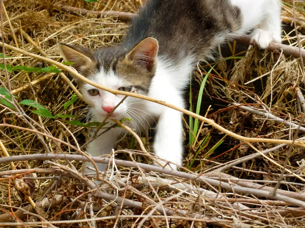 浮遊空腹の子猫 — ストック写真