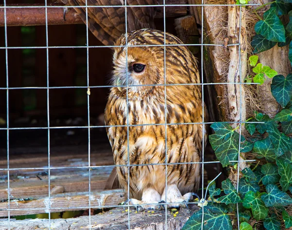 Owl is sitting in cage — Stock Photo, Image