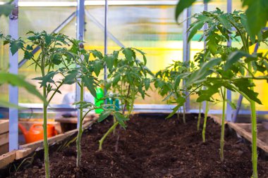 Serada yetişen bitkiler