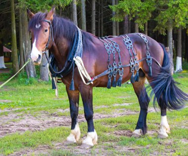 Büyük kahverengi at ayakta yakınındaki kurşun ile orman