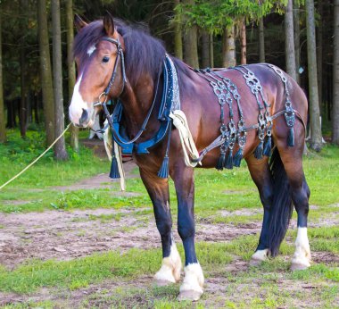 Büyük kahverengi at ayakta