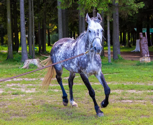 Пятнистая серая лошадь бежит рядом с лесом со свинцом — стоковое фото