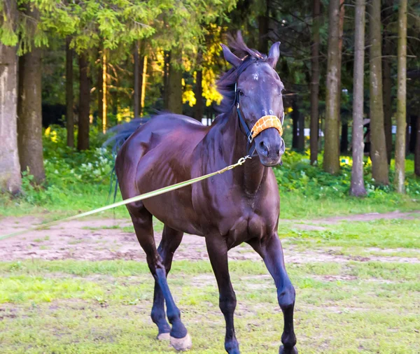 Mörk brun häst kör med bly — Stockfoto