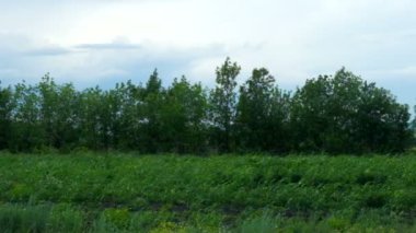 Çim ve gökyüzü video doku