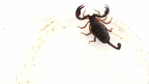 Video of scorpion in plastic pot — Stock Video