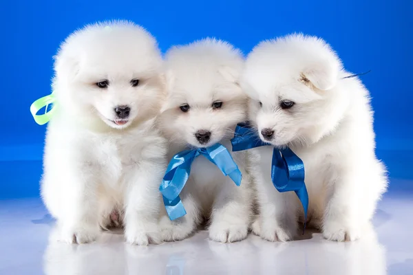 Cuccioli bianchi di cane Samoyedskaja — Foto Stock