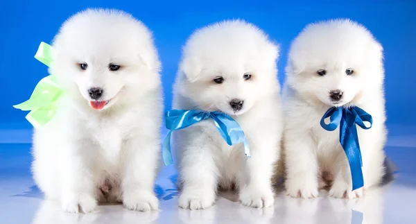 Bianco soffice cuccioli di Samoyedskaja cane — Foto Stock