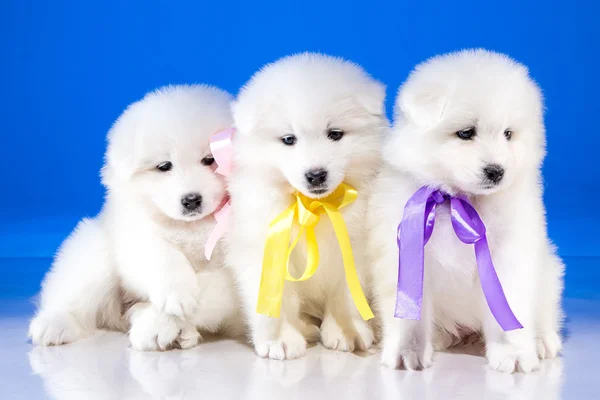 Carino cuccioli di cane Samoyedskaja — Foto Stock