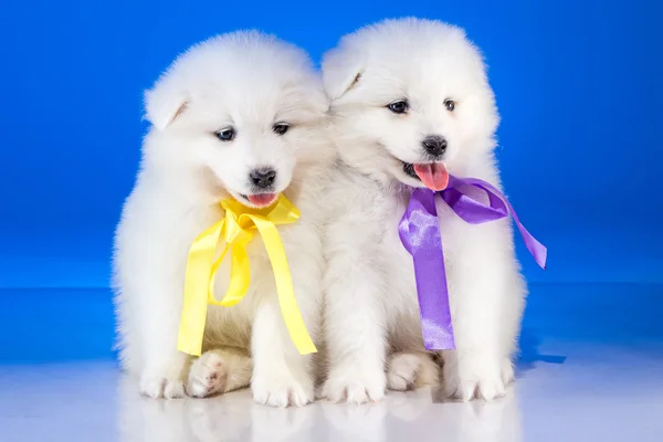 Piccoli cuccioli bianchi di cane Samoyedskaja — Foto Stock