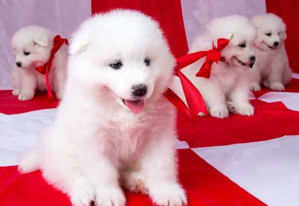 Soffici cuccioli con nastri rossi — Foto Stock