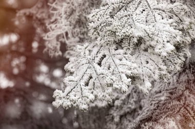Kış dönemi. Kardaki kozalaklı ağaç dalı..