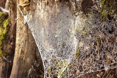 Ormandaki donmuş örümcek ağı. Yakın plan.. 