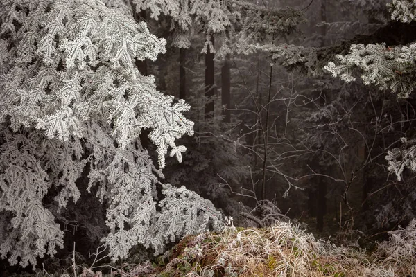 Paisagem Floresta Inverno Atmosférica Madeira Escura Congelada Fundo Com Geada — Fotografia de Stock