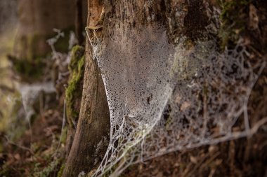 Ormanda donmuş örümcek ağı, yakın plan. Ormanda sonbahar, atmosferik arka plan. Müfreze, ağaç gövdesini örümcek ağıyla kapatın. Cadılar Bayramı.