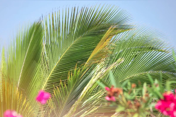 Tropical background, coco palm leaves and exotic flowers, sun light, summer holidays.