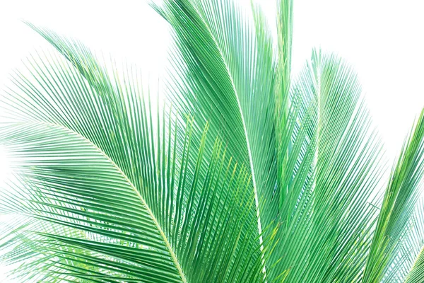 Green tropical leaves on white background. Palm leaves pattern. Emerald green cocos palm leaves. Exoticism concept.
