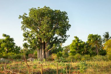 Sahadaki Baobab ağacı, kırsal alan, Afrika kırsalının manzarası. Baobab 'ın silueti ve diğer yeşil bitki örtüsü. Tanzanya, Zanzibar.