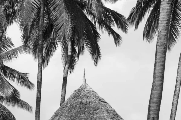 Tropical abstract background, atmospheric mood of exotic holidays in black and white. Straw roof close-up under palm trees. Detail of hut in paradise resort.