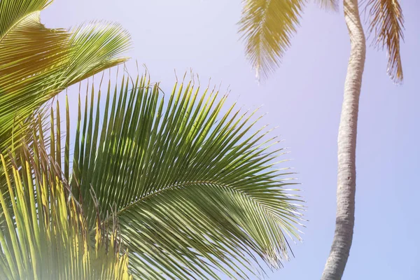 Tropical background, exotic coco palm leaves, blue sky, palm trunk, sunlight, summer holidays.