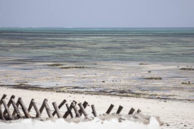 Tropik plaj, okyanus dalgaları. Tahta sopalı manzaralı deniz manzarası, su akışı. Zanzibar Adası, Tanzanya
