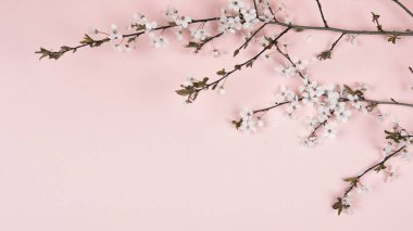 Pembe arka planda kiraz çiçekleri. Bahar çiçekli dallar, düzlük. Bahar sınırı arka planı, çiçek açan dal. Pembe arkaplan.