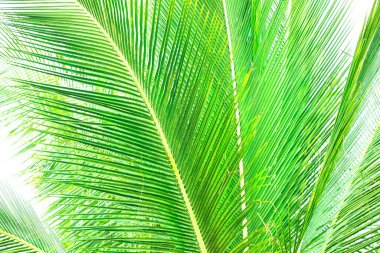 Beyaz arka planda yeşil tropikal yapraklar. Avuç içi yaprakları. Cocos palmiye yapraklarının canlı yeşil rengi. Egzotik arkaplan.