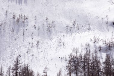 Dik yamaçlar, yüksek dağlarda yüksek araziler. Soyut kış arka planı, karla kaplı kayalık duvar, desenli yüzey, köknar ağaçlarının siluetleri.. 