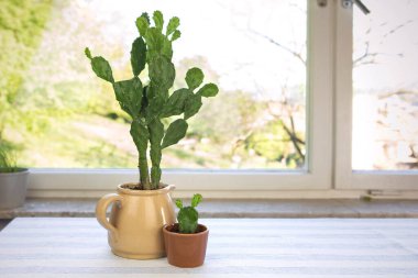 Büyük ve küçük kaktüsler saksıda, kopyalama alanı. Opuntia ficus-indica, dikenli armut veya Hint inciri. Pencerenin yanındaki masada iki kaktüs evi bitkisi var.. 