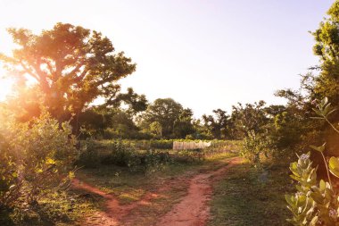 Sahada Baobab ağacı olan Afrika kırsal arazisi. Afrika kırsalının gün batımı manzarası. Baobab 'ın silueti ve diğer yeşil bitki örtüsü. Tanzanya, Zanzibar.