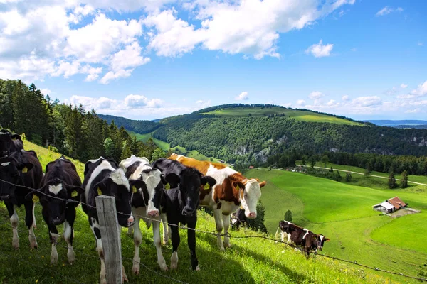 Montagne Del Giura Paesaggio Svizzero Terra Verde Con Mucche Pascolo — Foto Stock