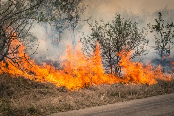 Bushfire burning at Kruger Park in South Africa - Disaster in bush forest with fire spreading in dry woods — Stock Photo, Image